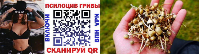 мега зеркало  Богородск  Псилоцибиновые грибы мицелий 