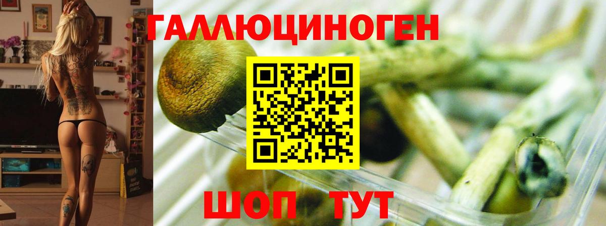 Псилоцибиновые грибы Psilocybine cubensis Богородск
